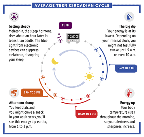 What Is Circadian Rhythm and How Does Your Sleep System Work?